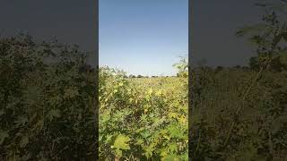 Download Lagu #bajari #diwela MP3