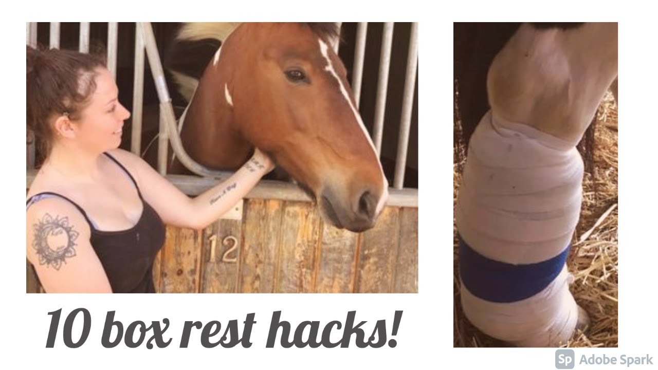 How To Occupy A Horse On Box Rest YouTube