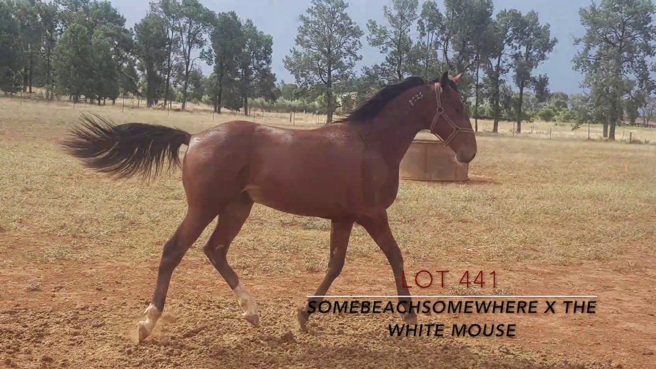 Clarinda Park Horses Yearlings Sale Draft 2018 APG Sydney Sale YouTube