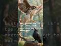 Doubt destroyed the crow. Trust can save your life #LifeLessons  #ShortStory #FYP #Viral