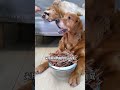 #DogGrooming #DogCare #CuteDogs #DogLovers #DogsOfYouTube #HappyDog 💡 Duck jerky without 🙈 P131