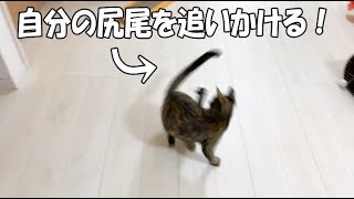 自分の尻尾を追いかけてグルグル回る猫【面白い】 - Cat wants to catch the tail -