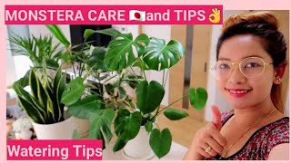 Japan Life | HOUSEPLANT CARE TIPS | MONSTERA DELICIOUSA CARE | Paano Mapalaki at Mapalago?