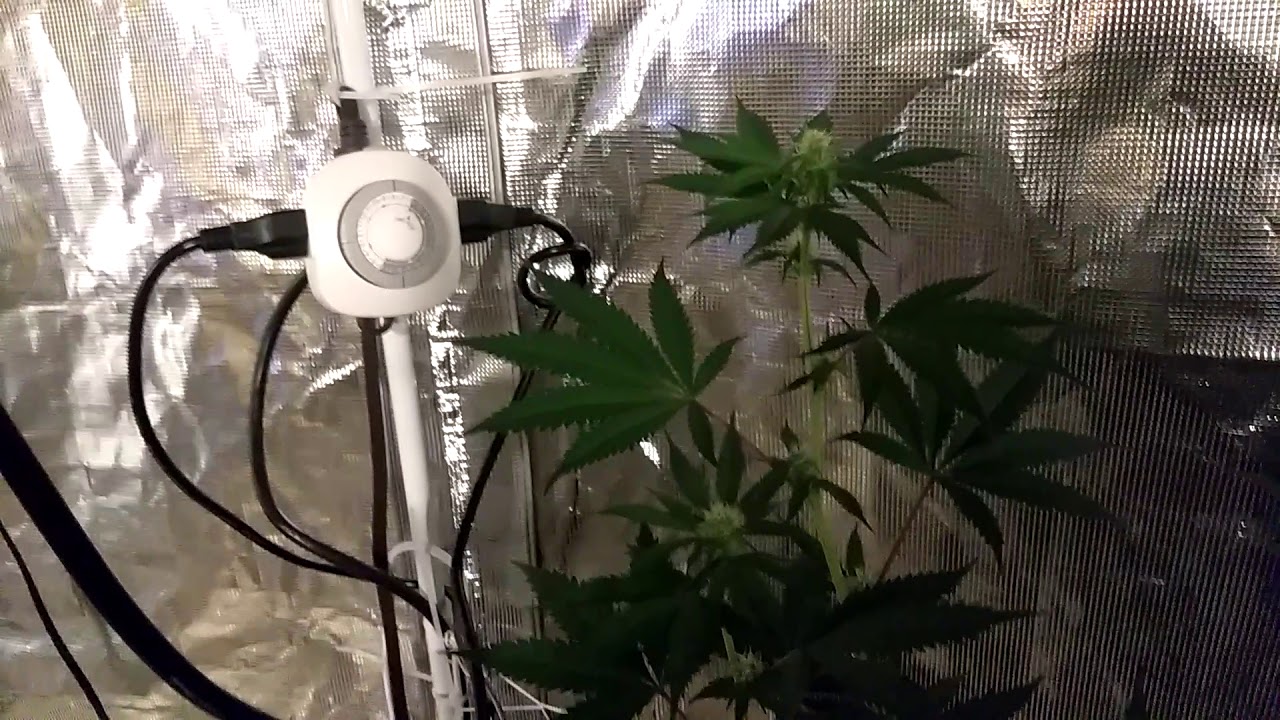My first weed grow 2 weeks into flower. Any suggestions that would help?