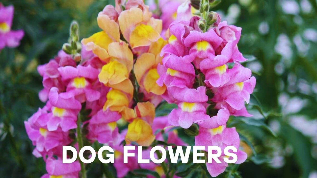 Dog Flower Care Tips | ഡോഗ് ഫ്ലവർ  | Antirrhinum majus | Winter Flowering Plant