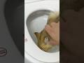 トイレの水を飲む猫