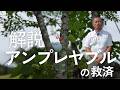 【ゴルフルール解説】アンプレヤブルの救済 ⛳センチュリーゴルフクラブ