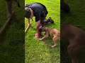 #malinois #malinoismonday #k9 #belgianmalinois #dogtraining  #dogshorts #dog