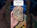 Rare Rough Peridodite-Big Crystals #explore #exploremore #gemstones #minerals #peridot #rockhounding