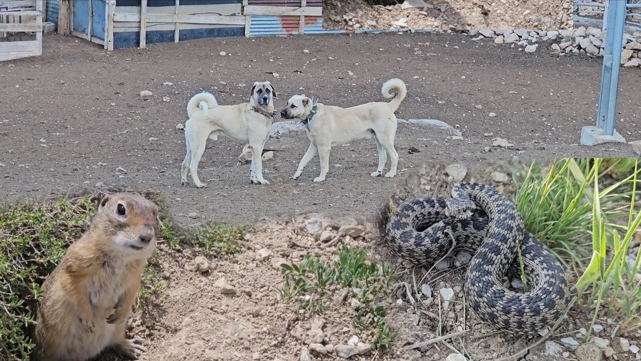 BARUT AZ KALSIN TİLKİYİ YAKALIYORDU ~YILANI SON ANDA GÖRDÜM ~MERAKLI GELENGİ