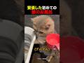 緊張した初めての猫のお風呂
