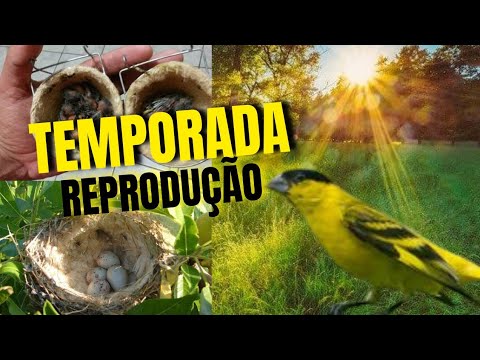 Vídeo: Quando os pintassilgos se reproduzem?