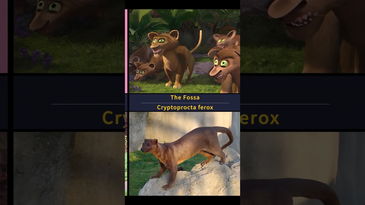 Персонажи Мадагаскара в реальной жизни 