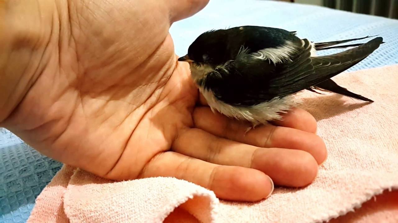 Sleeping beauty baby swift bird apus apus YouTube