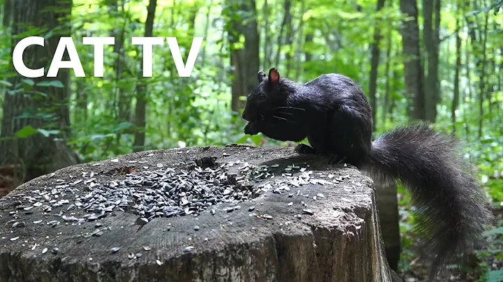 Watch the video about CAT TV - 10 Hour Video for Pets - Black Squirrels and Animals in the Forest - Aug 11, 2023