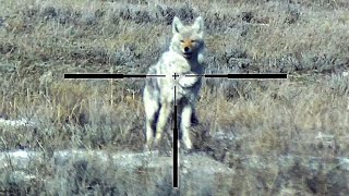 Charging Coyote Dropped 💥 🐺  #shorts #hunting