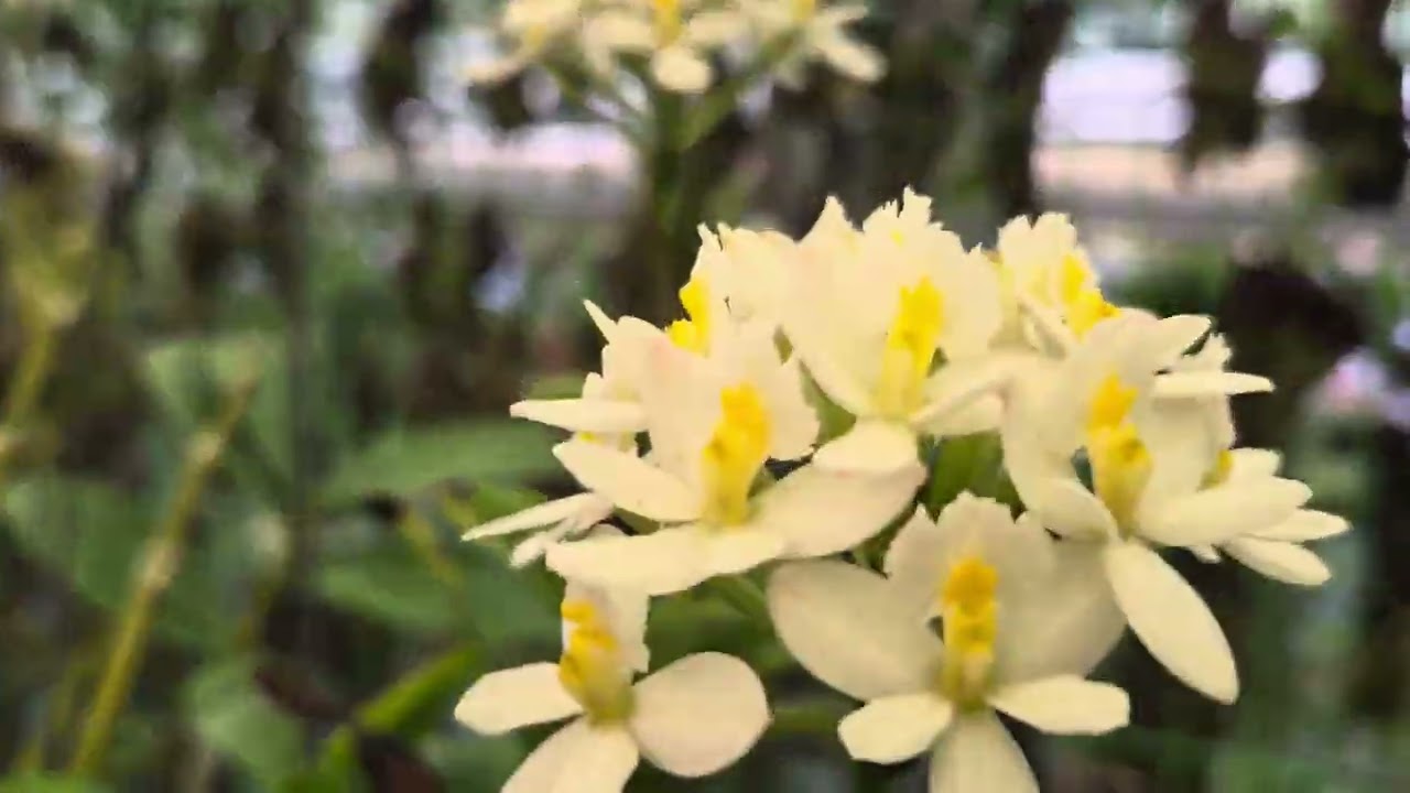 서산 흙난원 희귀난들..주문은 흙난원 으로 