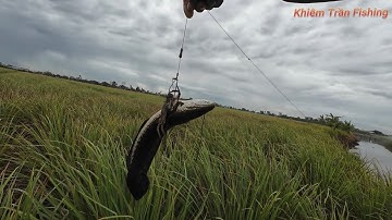 Câu cá lóc Tân Phú Đông Tập #96 Ngày mưa sau cơn mưa cá ăn liên tục/khiemtranfishing