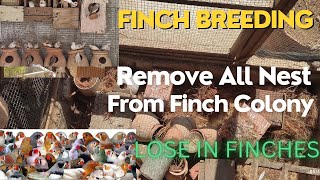 Remove All Nest & Empty Finch Colony | पूरी फिंच कॉलोनी खाली | پوری فنچ کالونی خالی by NK Birds 209 views 1 year ago 19 minutes