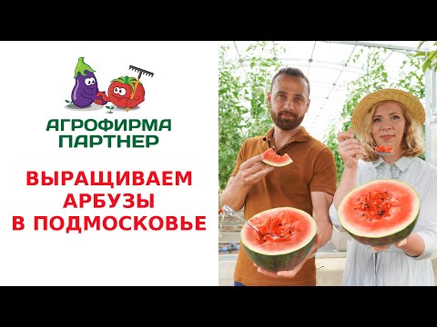 ВЫРАЩИВАЕМ АРБУЗЫ В ПОДМОСКОВЬЕ