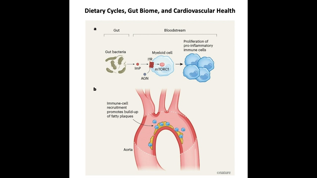 001-Diet, Gut Bacteria, and Cardiovascular Health