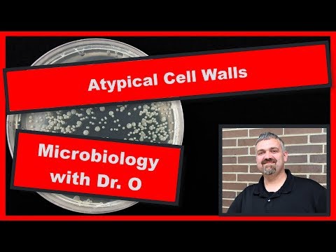 Wideo: Czy atypowe bakterie mają ścianę komórkową?
