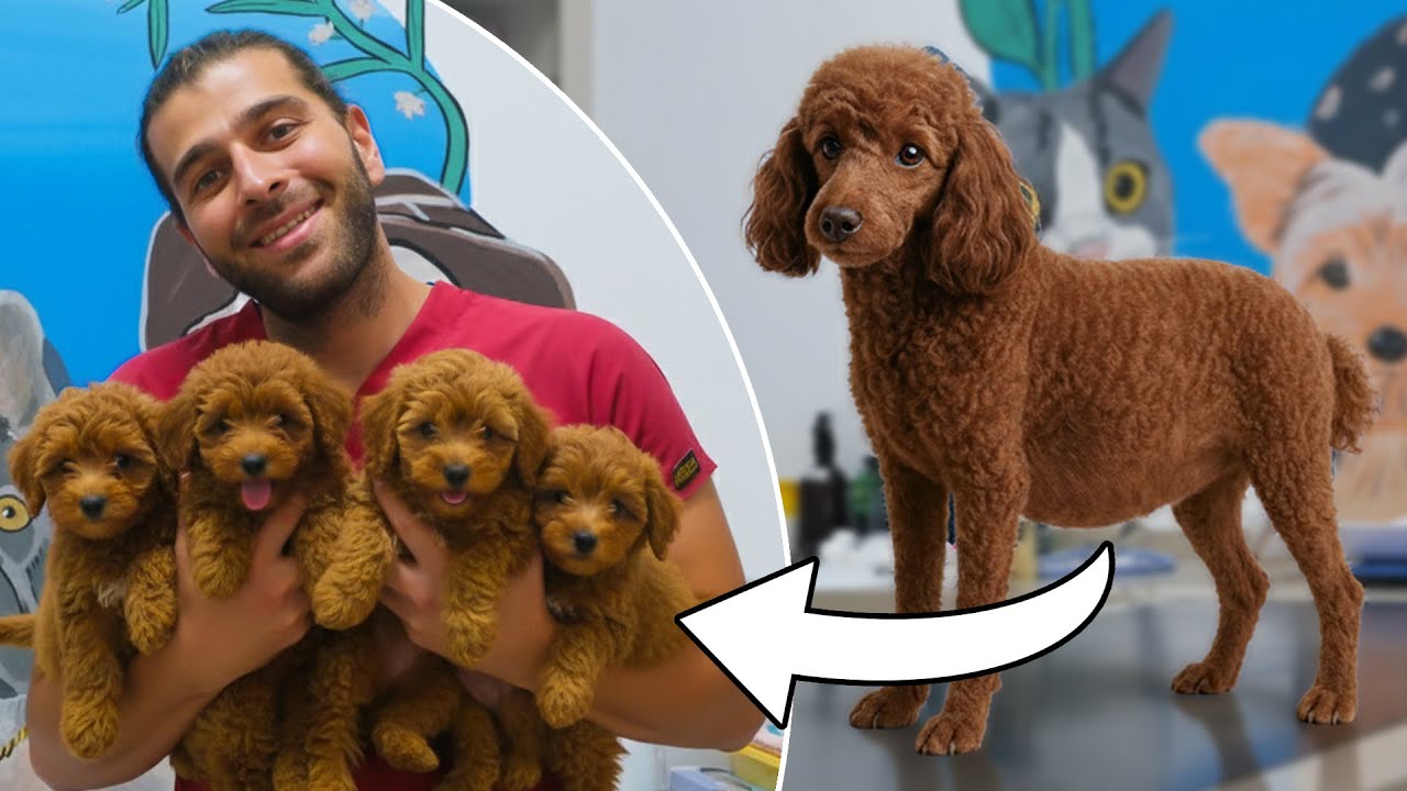 Путь беременной пудели к материнству | Родились 4 очаровательных щенка