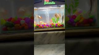 Hara Gumbadh Jo Dheko ﷺ