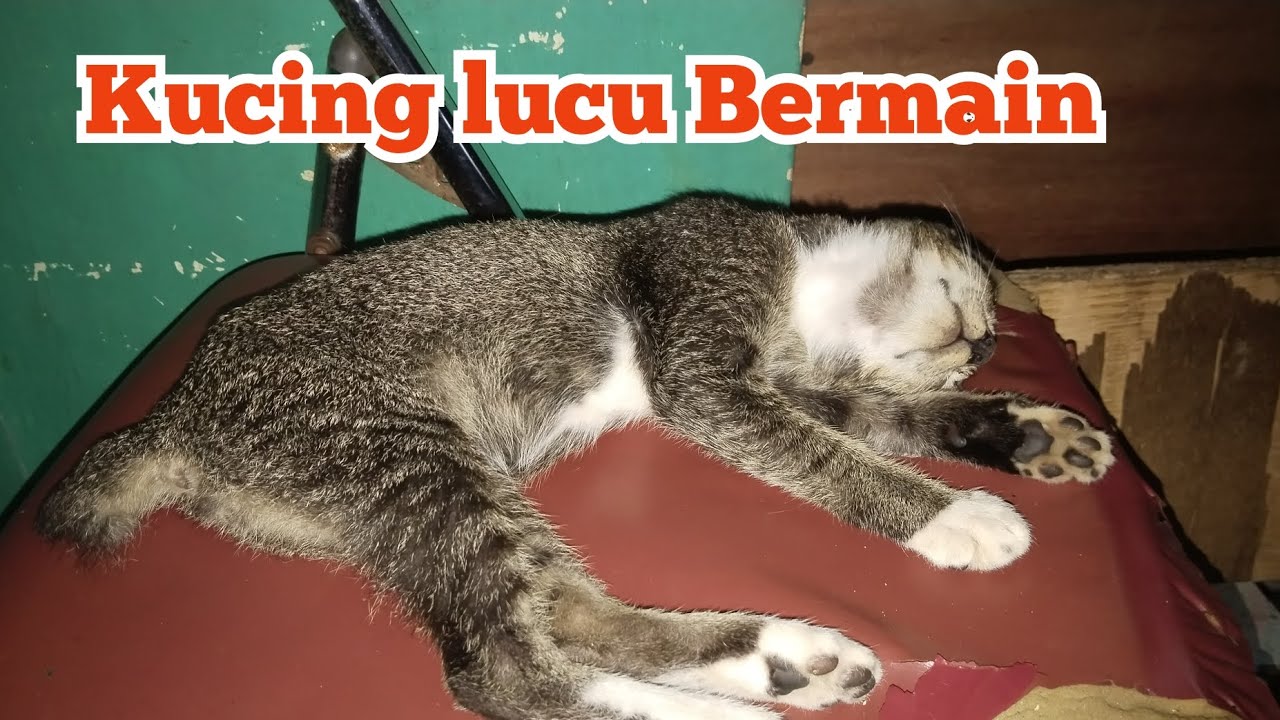 Kucing lucu Bermain #anakkucinglucu #kucingimut #animals - YouTube
