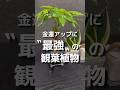 金運アップに最強の観葉植物🪴#観葉植物 #観葉植物インテリア #観葉植物育て方 #観葉植物のある暮らし #ガジュマル #パキラ #サンスベリア #植物 #風水 #金運 #金運アップ #金運上昇