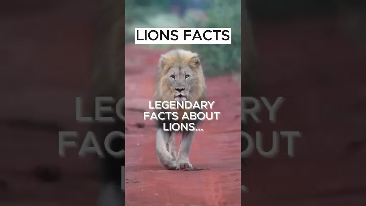 TOP COOL FACTS ABOUT LIONS🦁!!!  