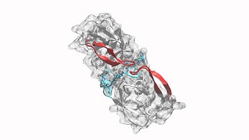 Kinetic characterization of the critical step in HIV-1 protease maturation - movie-M2.mpg