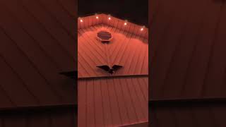 Forever Christmas Lights Promo #christmaslights #lowvoltage