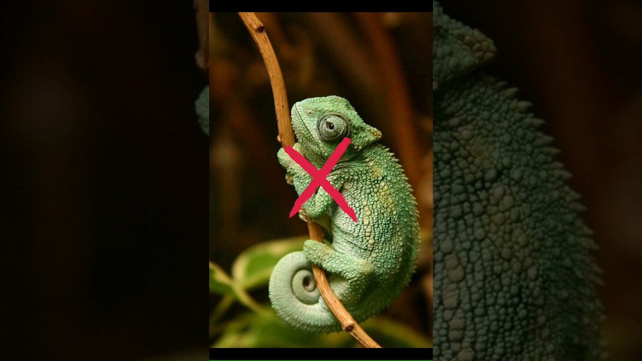 New islamic short ❤️❤️