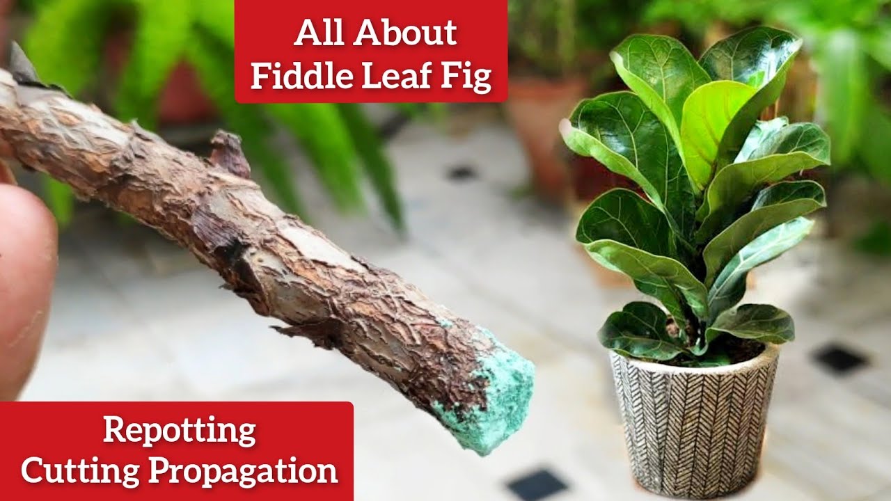 All about fiddle leaf fig plant, Ficus Lyrata care, Fiddle leaf cutting