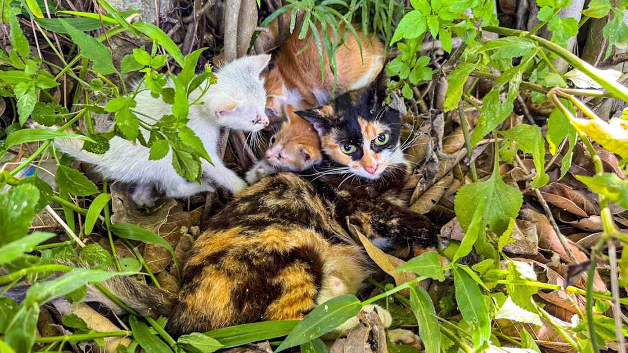 Emergency Rescue: Saving a Weak Mother Cat and Her Hungry Kittens | Cat Care Guide