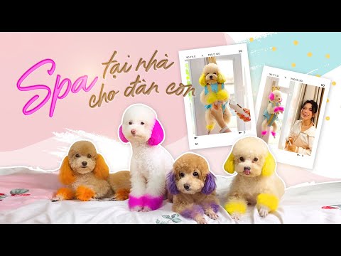 Spa tại nhà và dắt đàn boss đi dạo công viên 🐶 | SITA VLOG