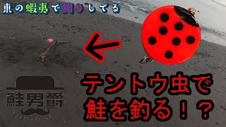 [アキアジ]「海老で鯛を釣る」ならぬ「テントウ虫で鮭を釣る！」新作タコベイトのテスト釣行