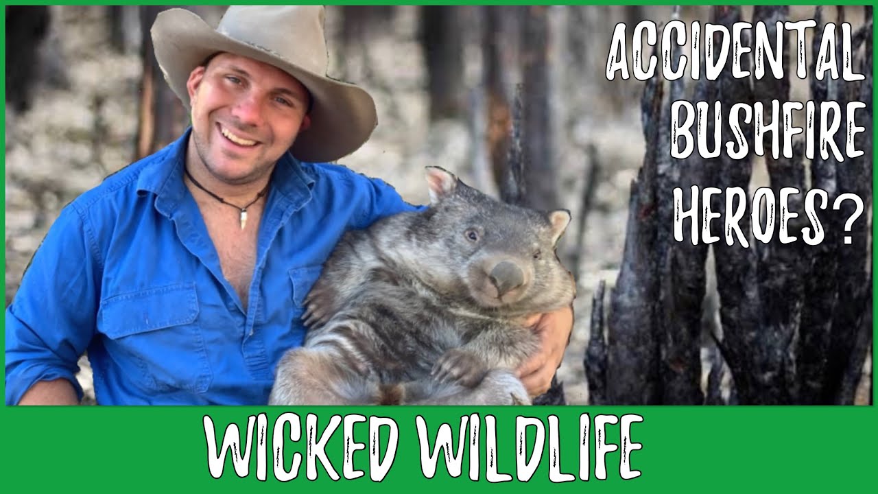 Do Wombats REALLY Share Their Burrows With Other Animals?