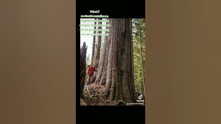 Before & After Images of Old Growth Logging on Vancouver Island