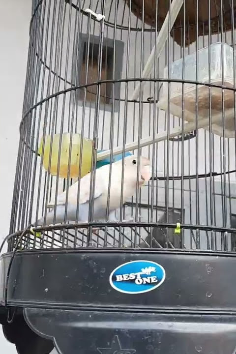 Story Wa Lovebird Bingung