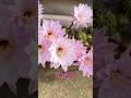 #サボテンの花#丹下丸#エキノプシス