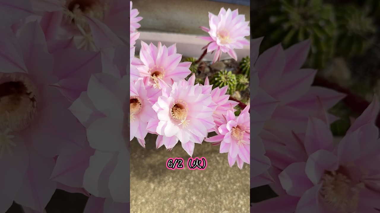 #サボテンの花#丹下丸#エキノプシス