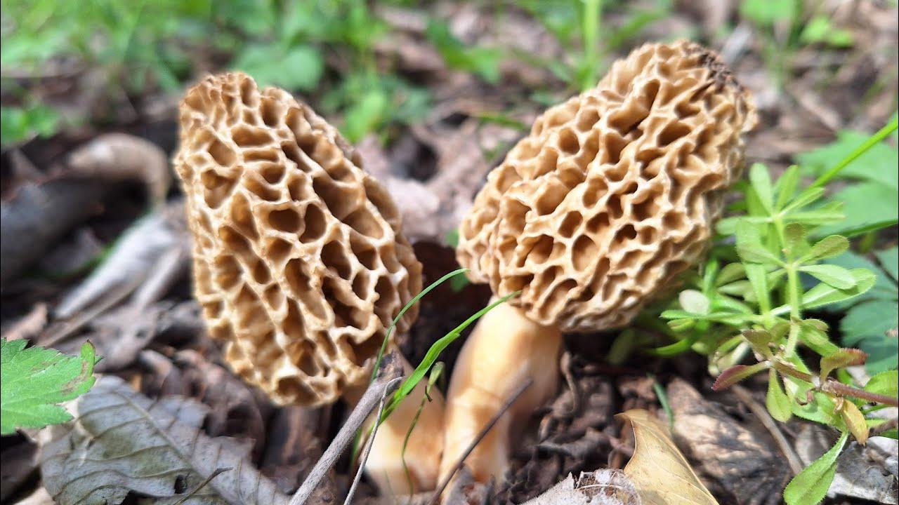 MOREL MUSHROOM HUNTING Kansas City Missouri YouTube