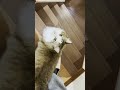 恒例の秀吉のモーニング「おはよう」 #ひのき猫 #cat #秀吉