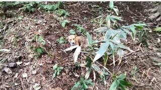 フキノトウ＆キタキツネの骨付きカレー!!罠の見回りの疲れも吹っ飛ぶ
