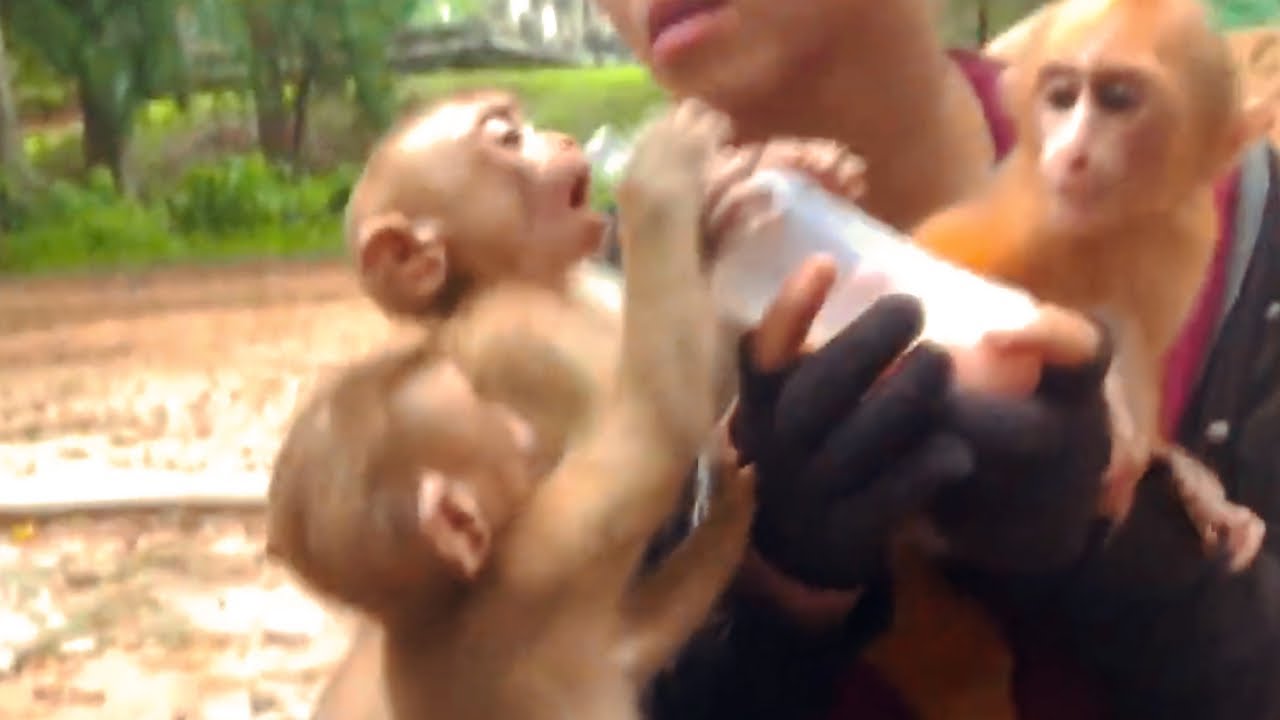 Challenge of 1 bottle milk from Lovely abandoned monkey in wild that Give by KT !!