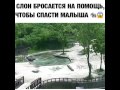 Слоны спасают своего малыша (зоопарк Сеула)