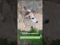 Pongo