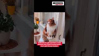 Meri Isimli İstanbul Kedisi, Martı Gibi Ötmeye Başladı.